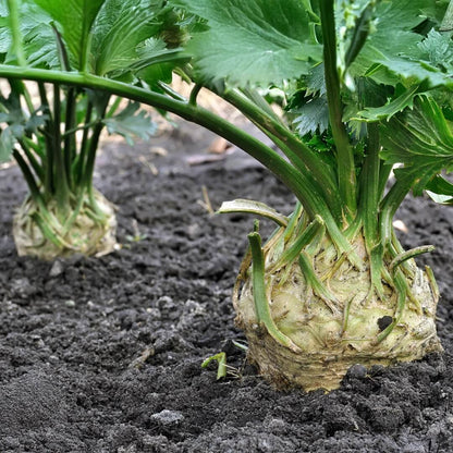 White Root Celeriac Seeds 