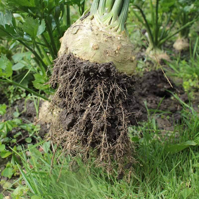 White Root Celeriac Seeds 