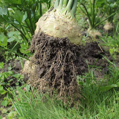 White Root Celeriac Seeds 