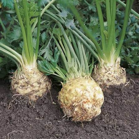 White Root Celeriac Seeds 