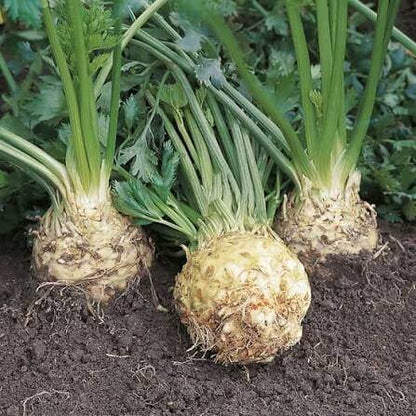 White Root Celeriac Seeds 