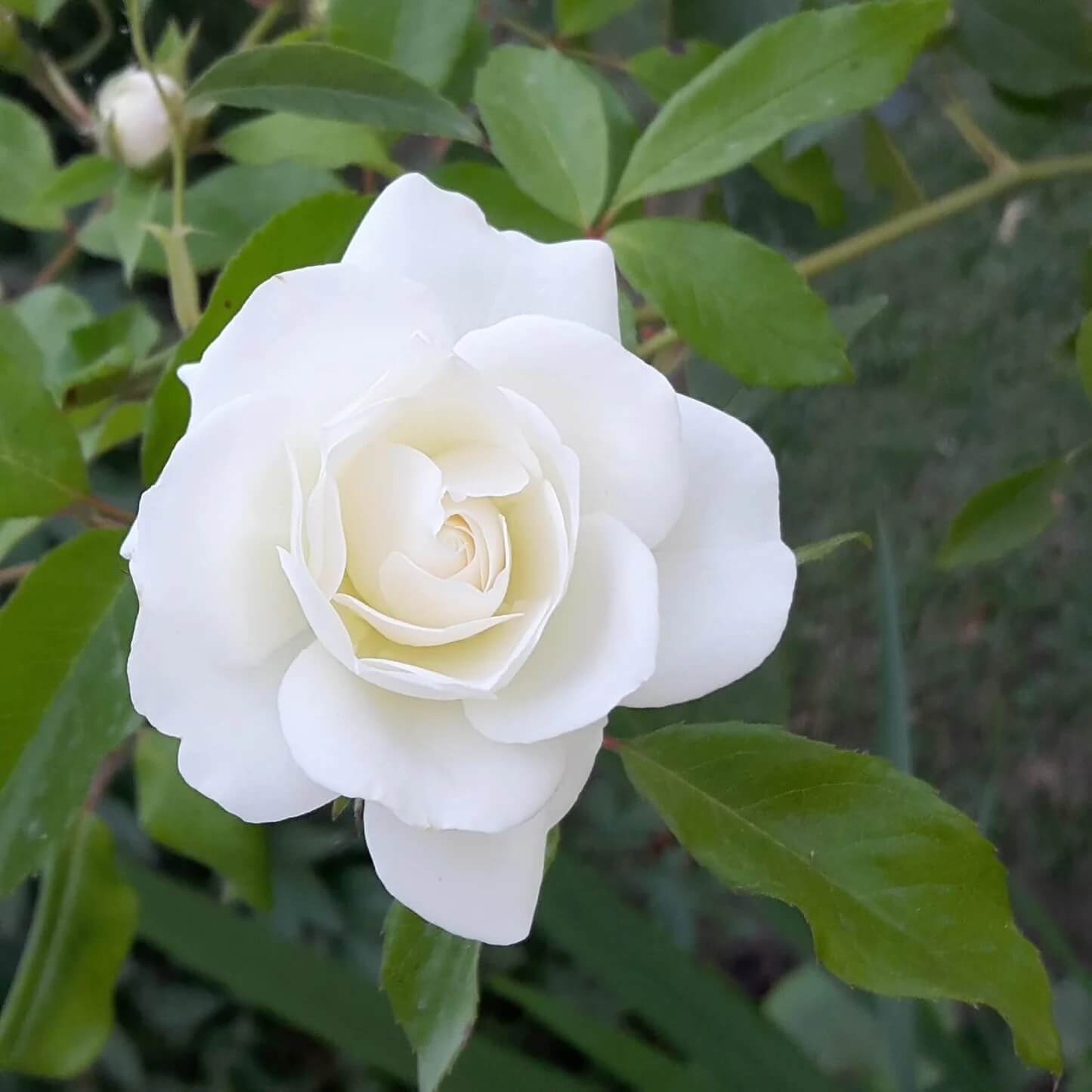 White Rose Seeds - Flower Plant