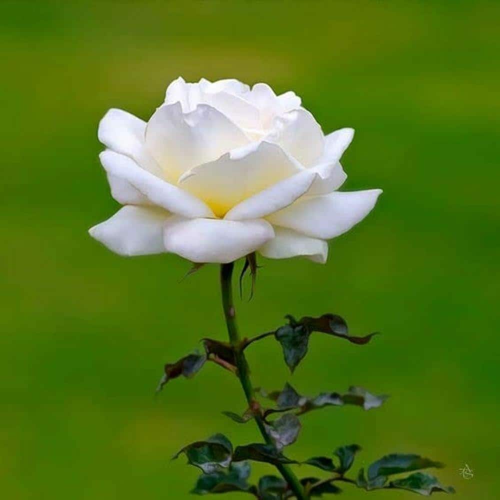 White Rose Seeds - Flower Plant