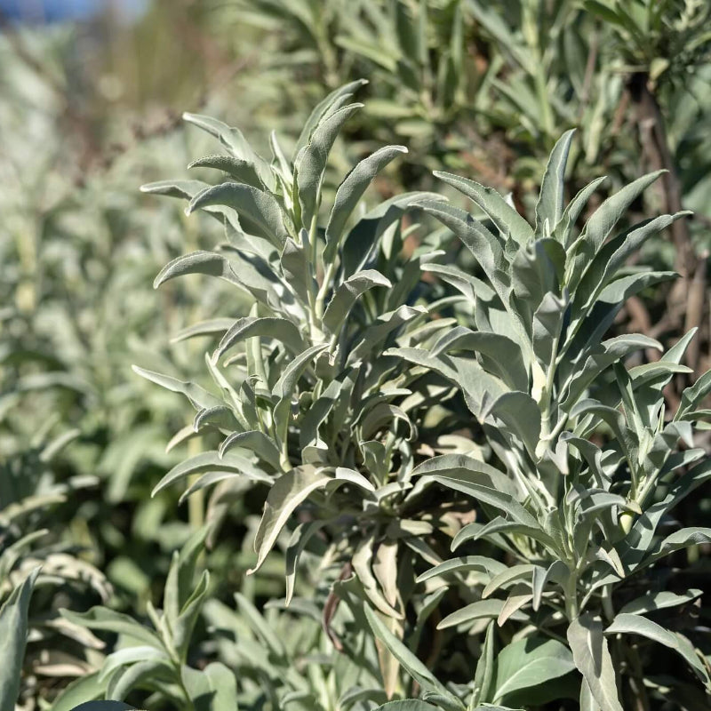 White Sage Seeds