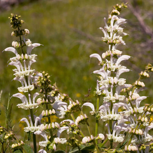 White Sage Seeds