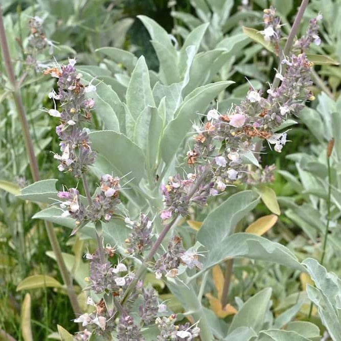 White Sage Seeds
