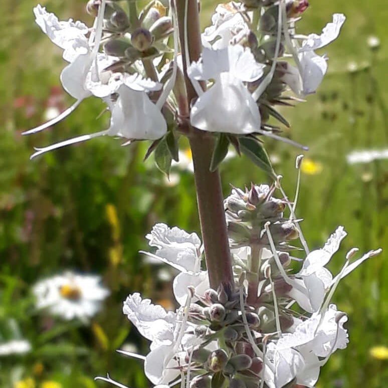 White Sage Seeds