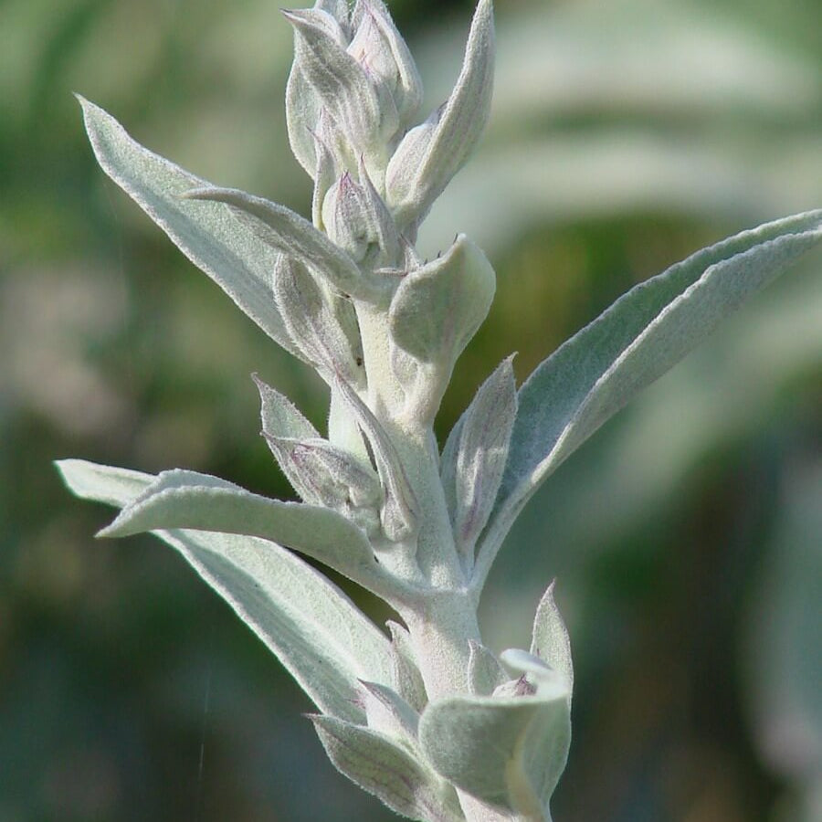 White Sage Seeds