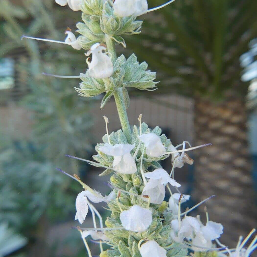 White Sage Seeds