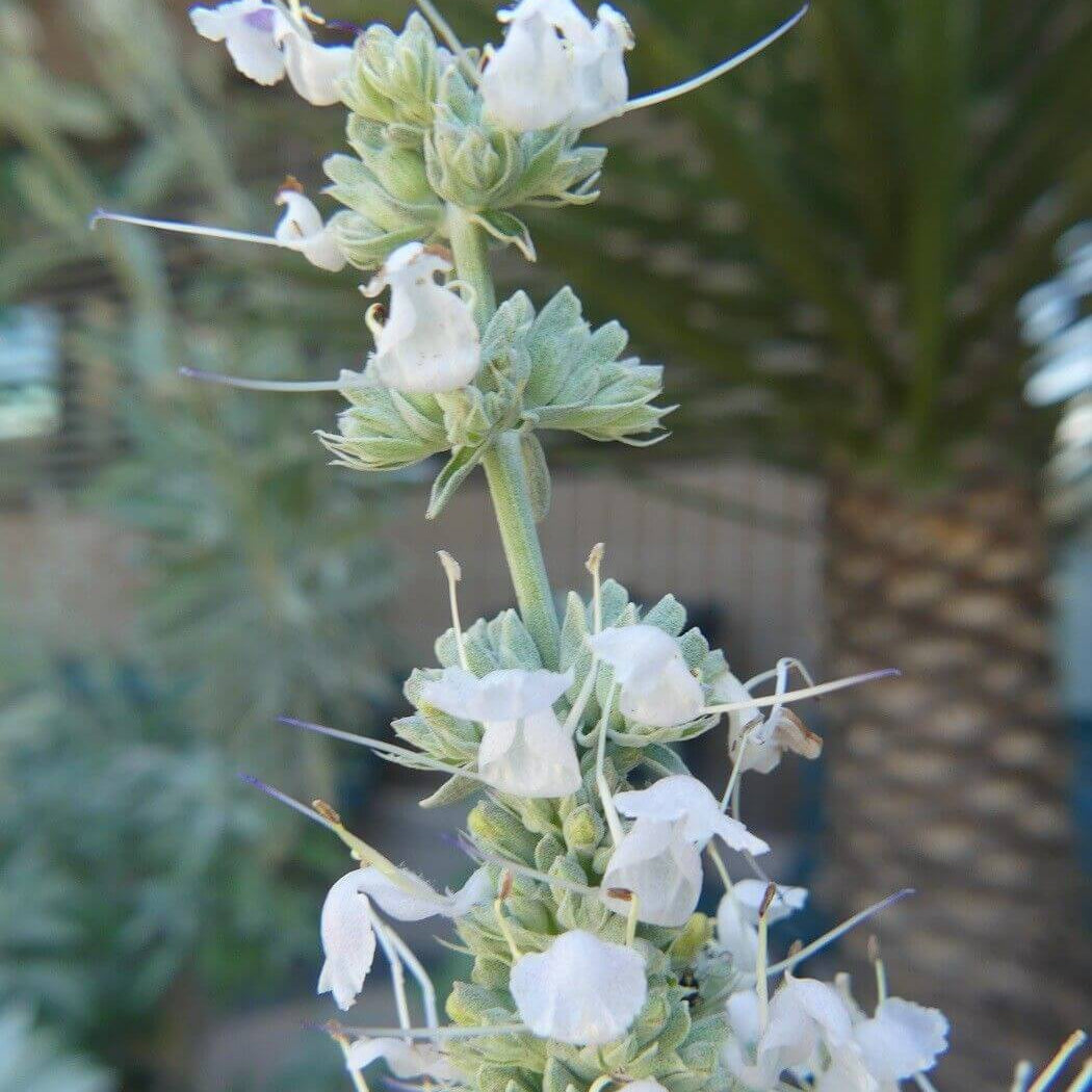 White Sage Seeds