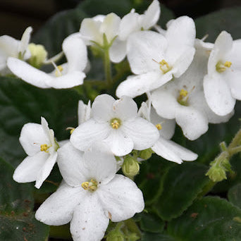 White Saintpaulia African Violet Seeds - Flower Plant