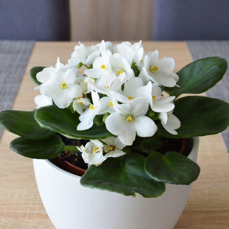 White Saintpaulia African Violet Seeds - Flower Plant