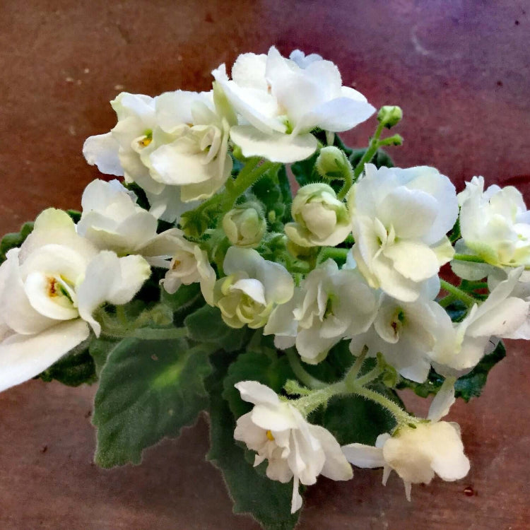 White Saintpaulia African Violet Seeds - Flower Plant