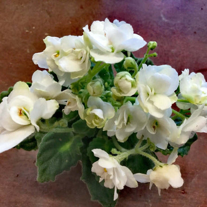 White Saintpaulia African Violet Seeds - Flower Plant