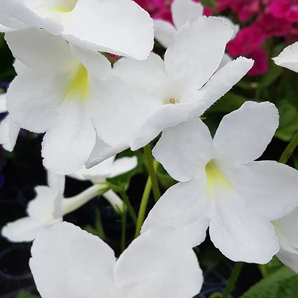 White Saintpaulia African Violet Seeds - Flower Plant