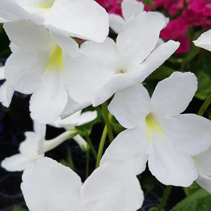 White Saintpaulia African Violet Seeds - Flower Plant