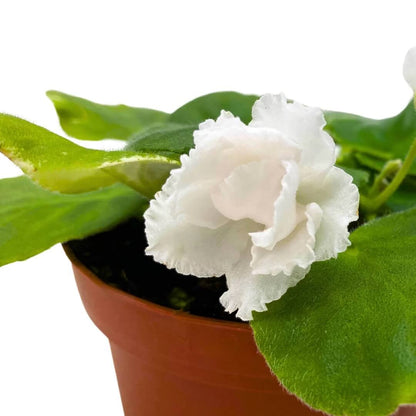 White Saintpaulia African Violet Seeds - Flower Plant