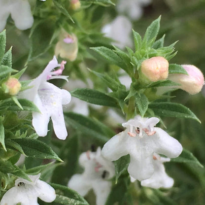 White Savory Seeds