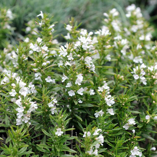 White Savory Seeds
