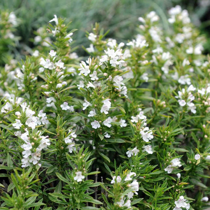 White Savory Seeds