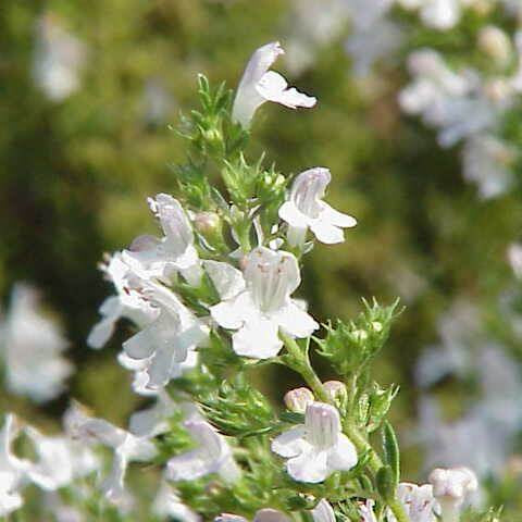 White Savory Seeds