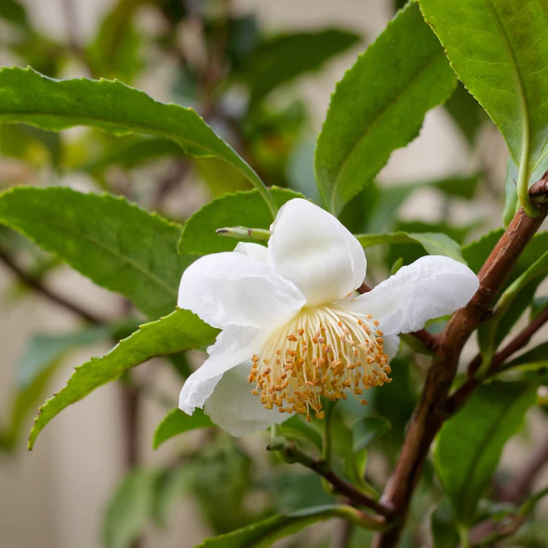 White Sinensis Camellia Seeds
