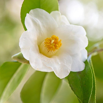 White Sinensis Camellia Seeds