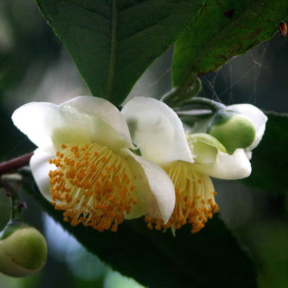 White Sinensis Camellia Seeds