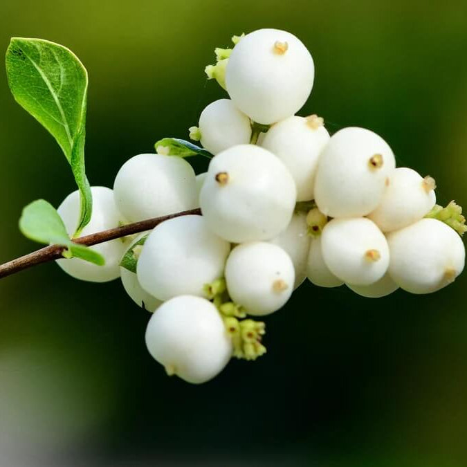 White SnowBerry Berry Seeds