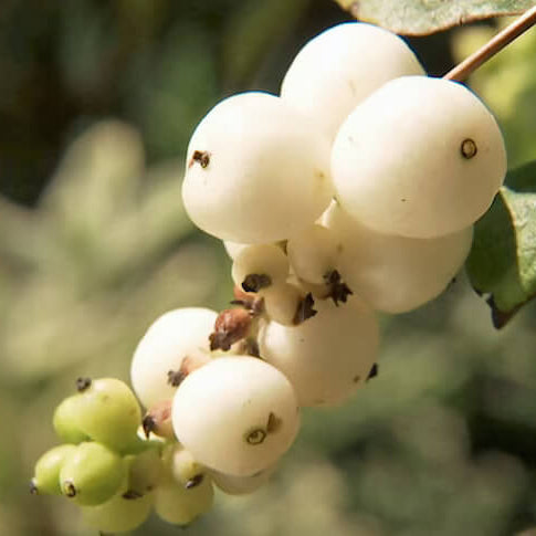 White SnowBerry Berry Seeds