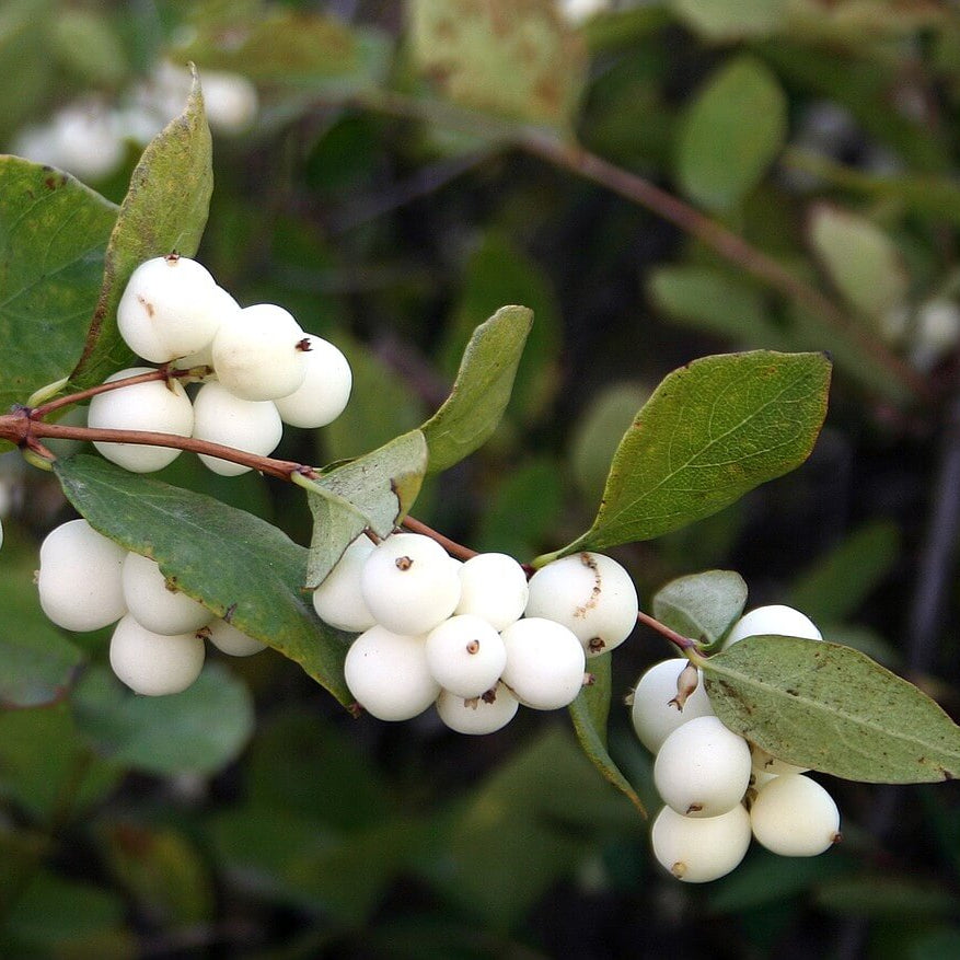White SnowBerry Berry Seeds