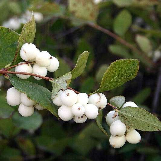 White SnowBerry Berry Seeds