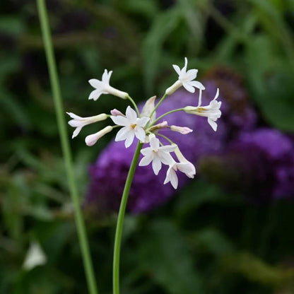 White Society Garlic Seeds 