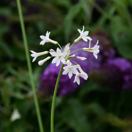 White Society Garlic Seeds 