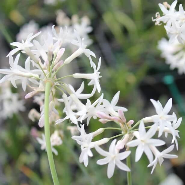 White Society Garlic Seeds 