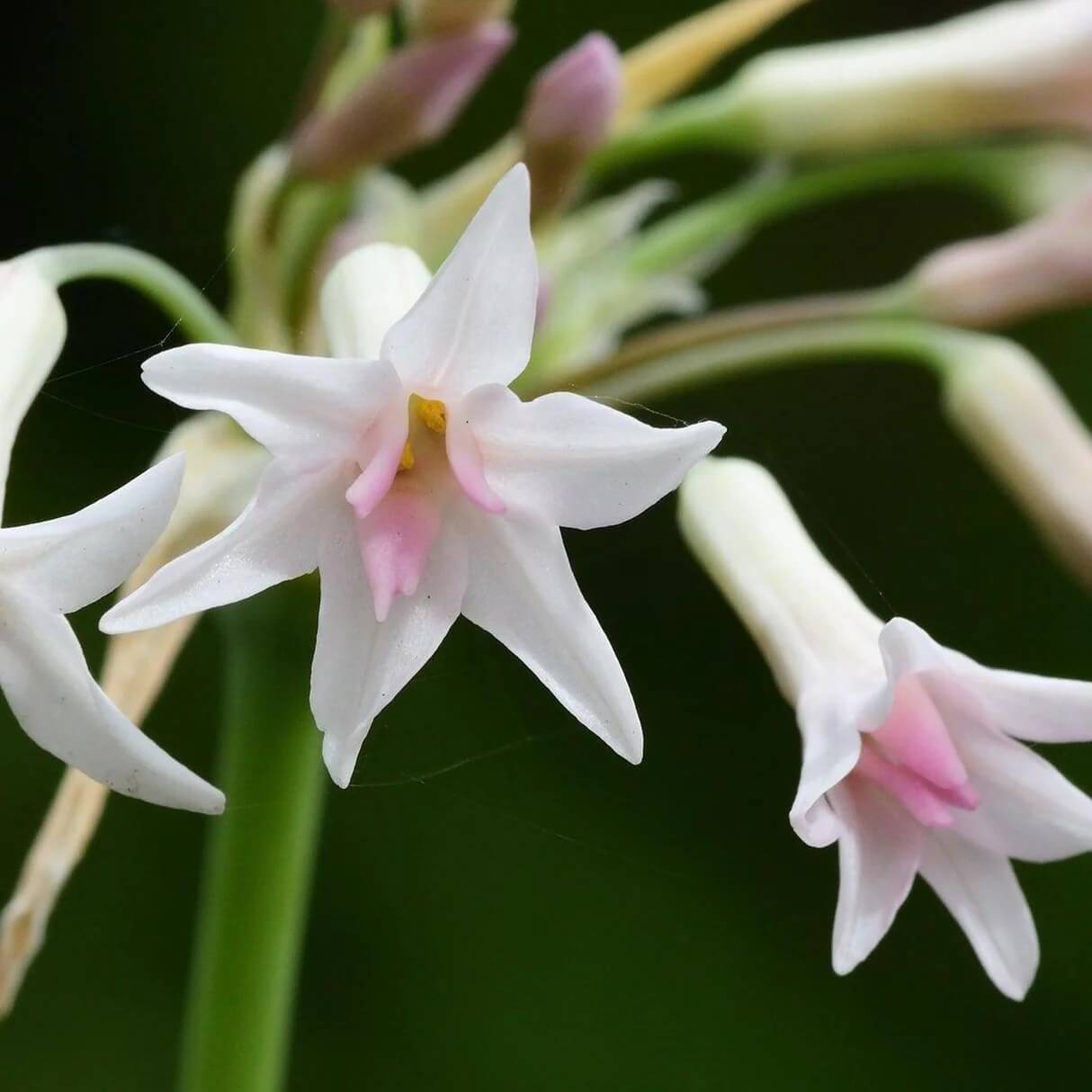 White Society Garlic Seeds 