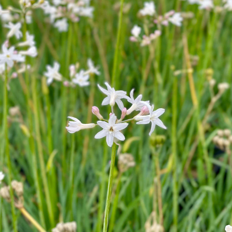 White Society Garlic Seeds 