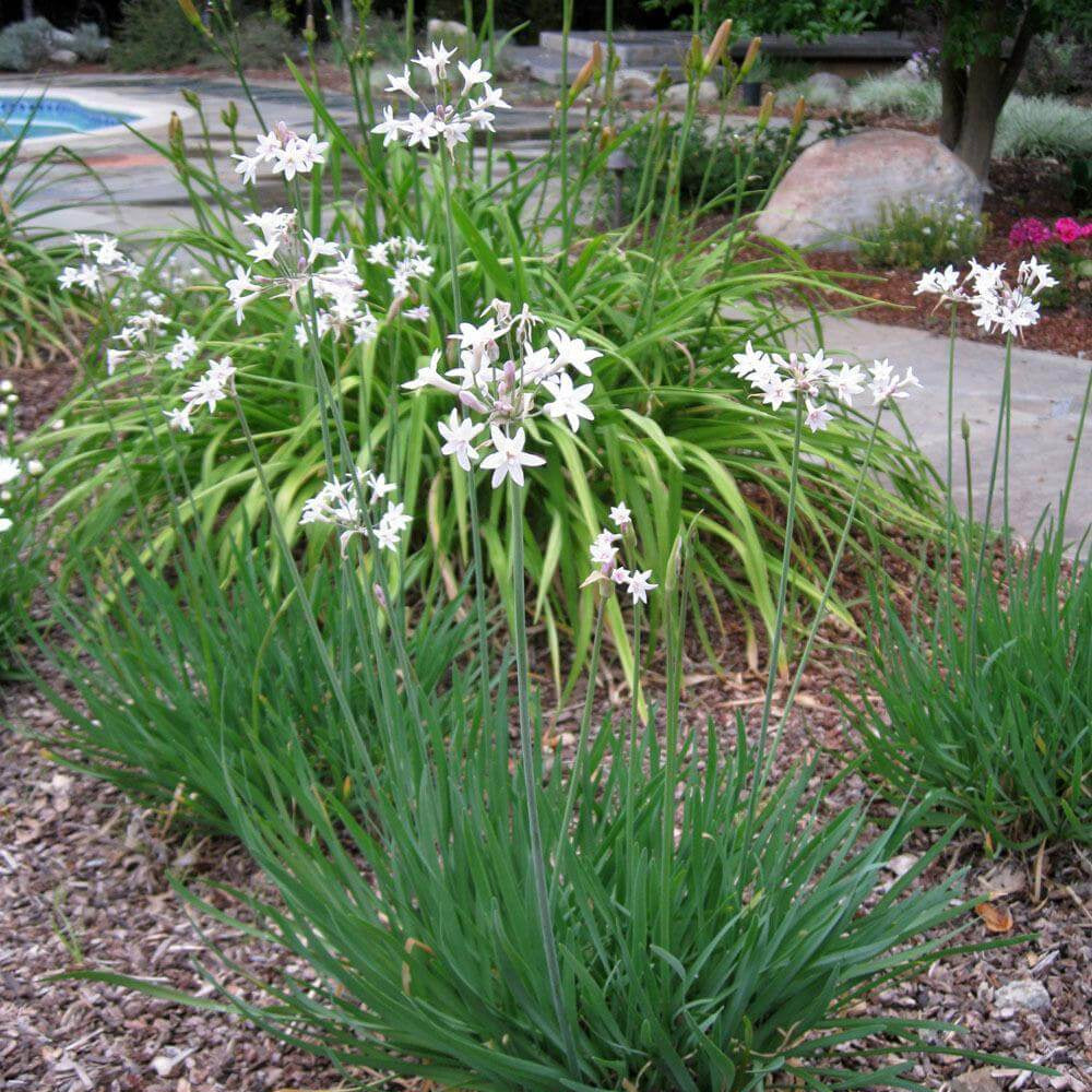 White Society Garlic Seeds 