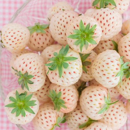 White Strawberry Seeds - Fruit Plant