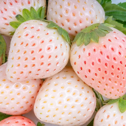 White Strawberry Seeds - Fruit Plant