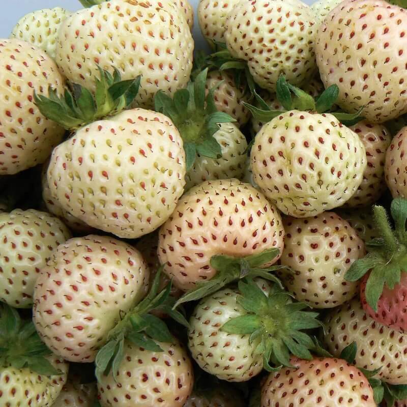 White Strawberry Seeds