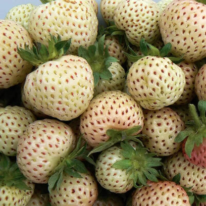 White Strawberry Seeds