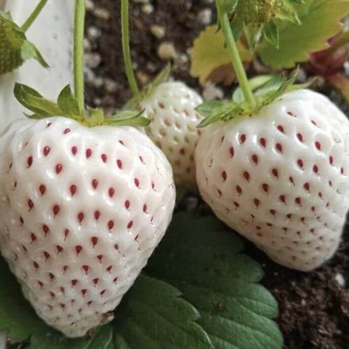 White Strawberry Seeds