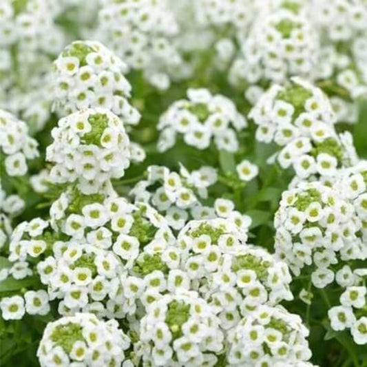 White Sweet Alyssum Seeds - Flower Plant for Home Gardens
