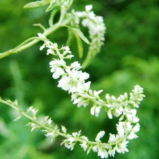 White Sweet Clover Seeds - Flower Plant 