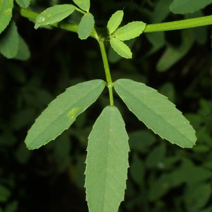 White Sweet Clover Seeds - Flower Plant 