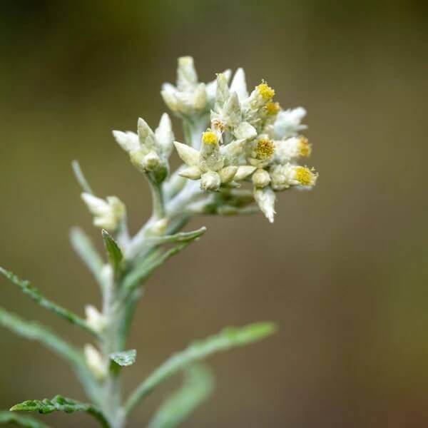 White Sweet Everlasting Seeds 