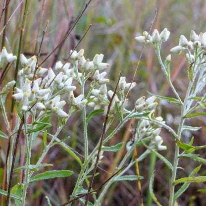 White Sweet Everlasting Seeds 