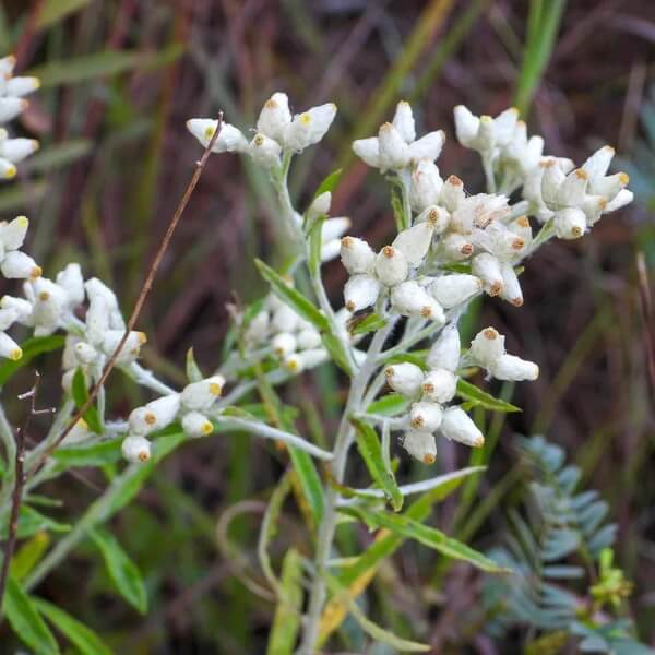White Sweet Everlasting Seeds 