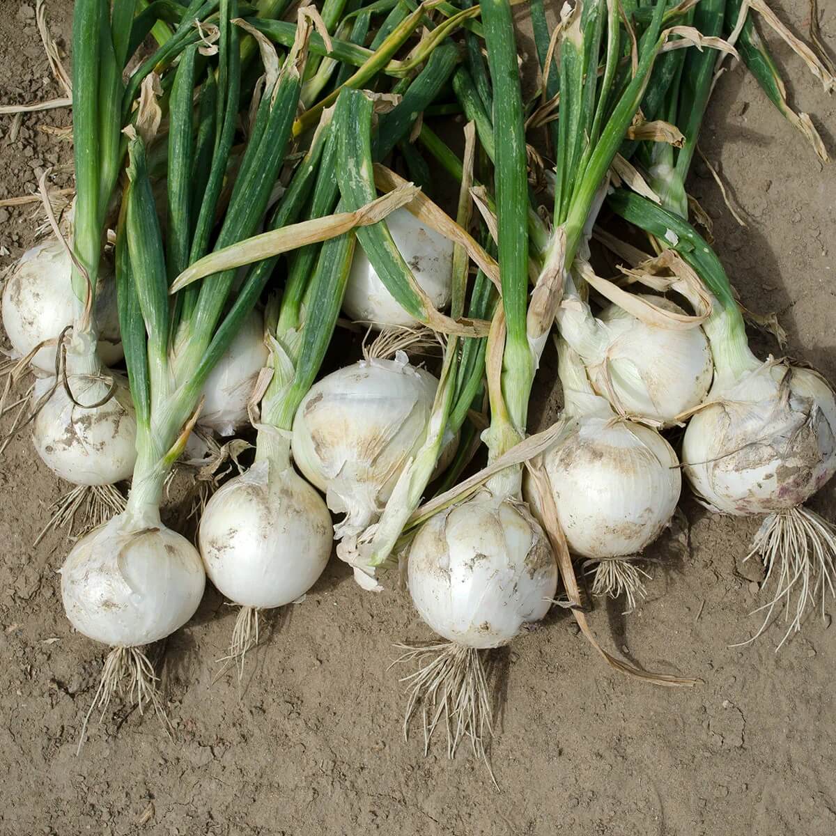 White Sweet Spanish Onion Seeds
